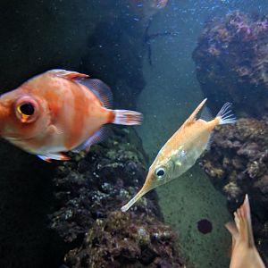 Deep Sea Fish Wilhelma 2019