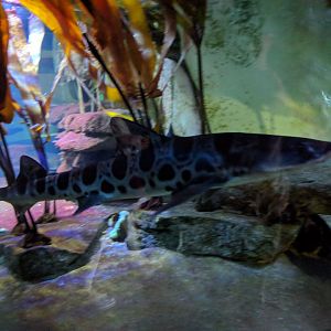 Leopard Shark Wilhelma 2019