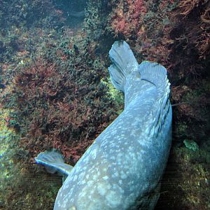 Grouper Wilhelma 2019