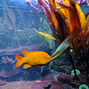 Garibaldi Fish Wilhelma 2019