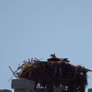 Osprey On Nest