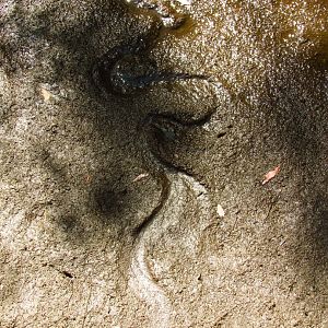 Banded Water Snake Track