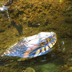 Banded Water Snake Closeup