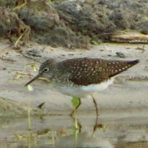 Solitary Sandpiper