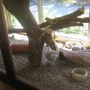 Nürnberg Tiergarten - Children's zoo - Degu exhibit