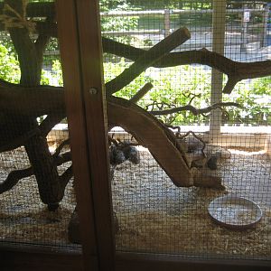 Nürnberg Tiergarten - Children's zoo - Degu exhibit