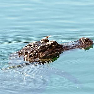 Low & High - YouTube