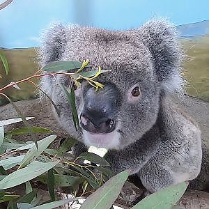 Koala Experience at Longleat Safari Park - YouTube