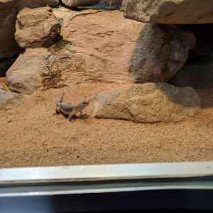 Sonnora Desert Enclosure Wilhelma 2019