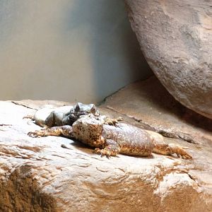 Chucwalla and Blue Rock Iguana Wilhelma