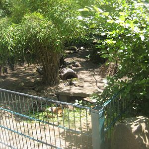 Nürnberg Tiergarten - Children's zoo - Guinea pig exhibit