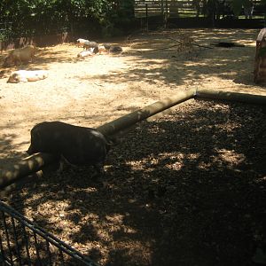 Nürnberg Tiergarten - Children's zoo - Pig exhibit (outdoors)