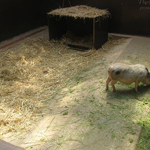 Nürnberg Tiergarten - Children's zoo - Pig exhibit (indoors)