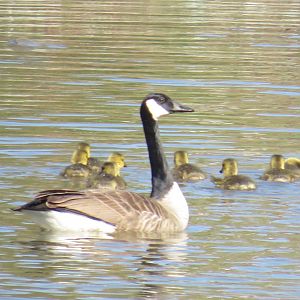 Canada goose with goslings