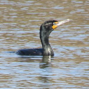 Double-crested cormorant