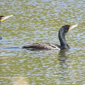 Double-crested cormorants