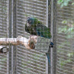 Blue-headed macaw (Primolius couloni)