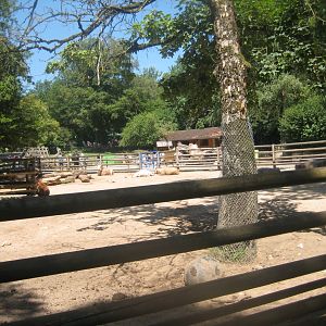 Nürnberg Tiergarten - Children's zoo - Zebu exhibit
