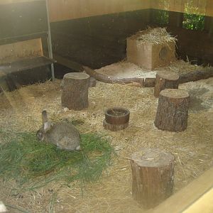 Nürnberg Tiergarten - Children's zoo - Rabbit exhibit #2 (indoors)