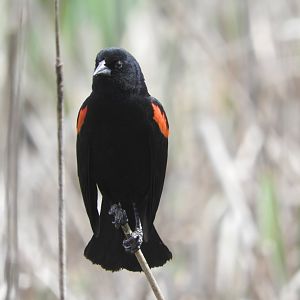 Red-winged Blackbird