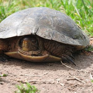 Western Pond Turtle