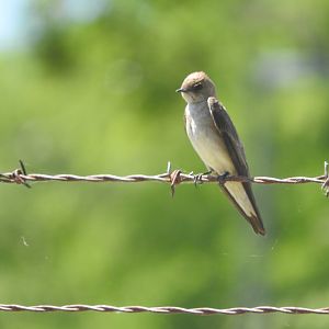 Northern Rough-winged Swallow