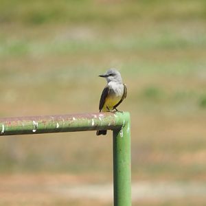 Western Kingbird