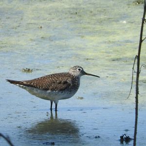 Solitary Sandpiper