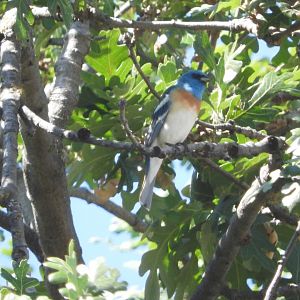 Lazuli Bunting