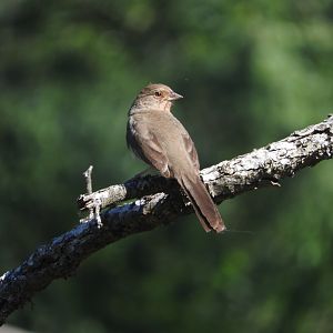California Towhee