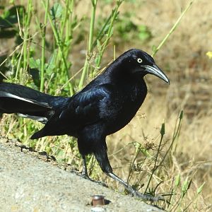Great-tailed Grackle