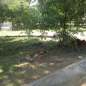 Nürnberg Tiergarten - Children's zoo - Chicken exhibit