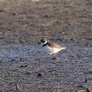 Semipalmated Plover
