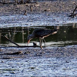 Hudsonian Godwit