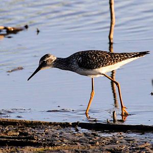 Lesser Yellowlegs