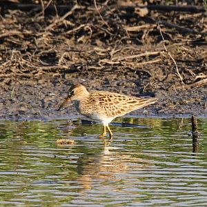 Pectoral Sandpiper