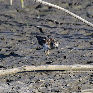 Least Sandpiper