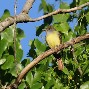 Great Crested Flycatcher