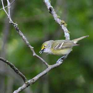 White-eyed Vireo