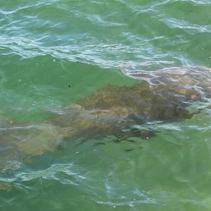 Manatee Lagoon - Wild Manatee