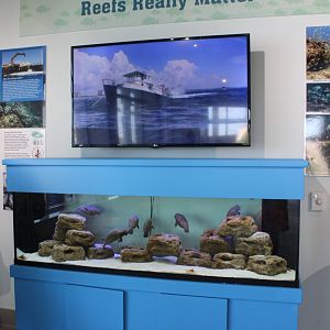 Manatee Lagoon - Saltwater Tank