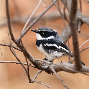 Chinspot Batis (Batis molitor)