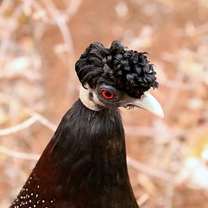 Southern Crested Guineafowl (Guttera edouardi edouardi)
