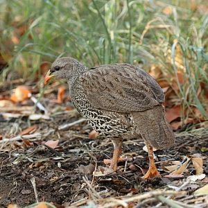 Natal spurfowl (Pternistis natalensis)