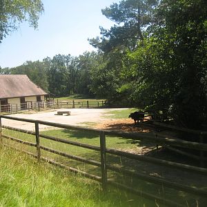 Nürnberg Tiergarten - Buffalo exhibit