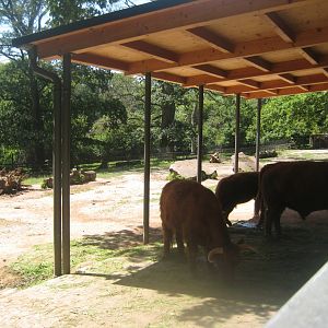 Nürnberg Tiergarten - Cattle exhibit