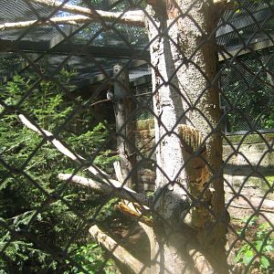 Nürnberg Tiergarten - Hawk owl aviary #1