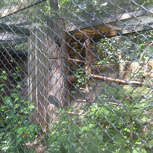 Nürnberg Tiergarten - Hawk owl aviary #2