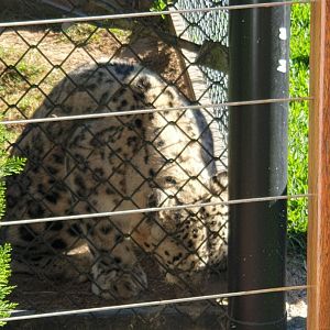 Snow Leopard (Khumbu)