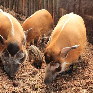 Red river hog (April 2016)